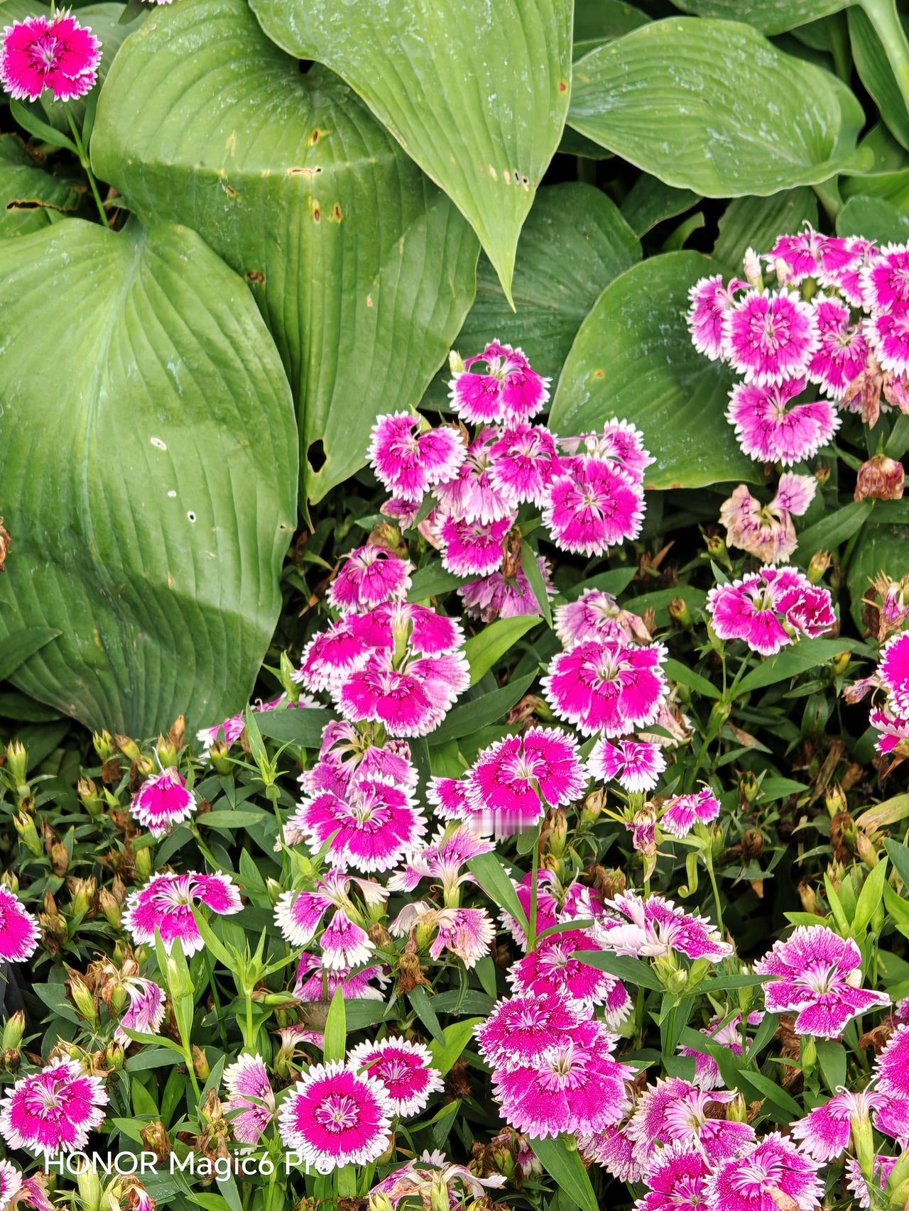 福园公园的风景真是绝了！四月的福园，各种花争奇斗艳。山茶花如“花中娇客”，花瓣层
