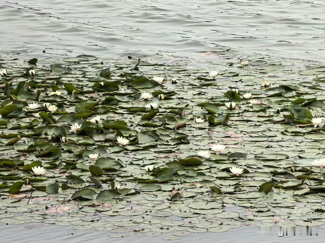 【小对联】
上：无视；
下：……？