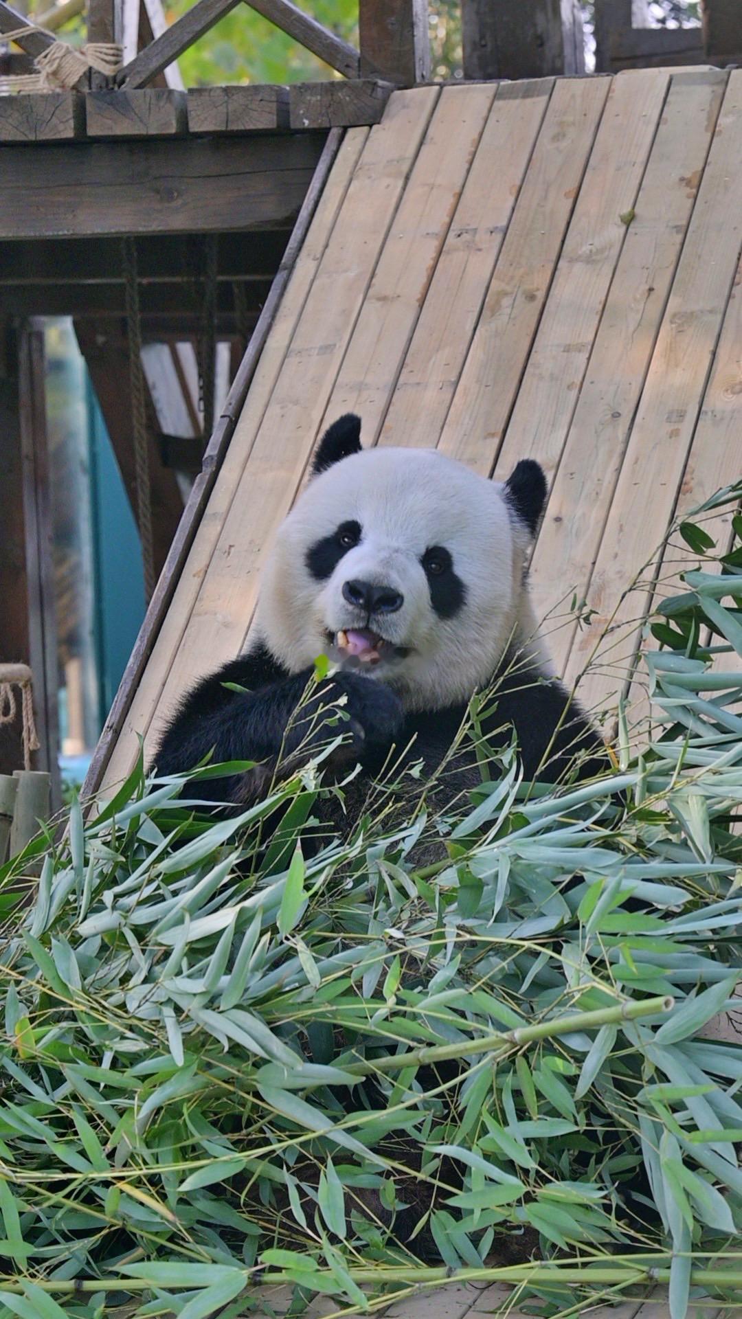 你觉得熊猫很可爱，那你应该来看看它们卖萌的样子，绝对让你爱上它们。 ​​​