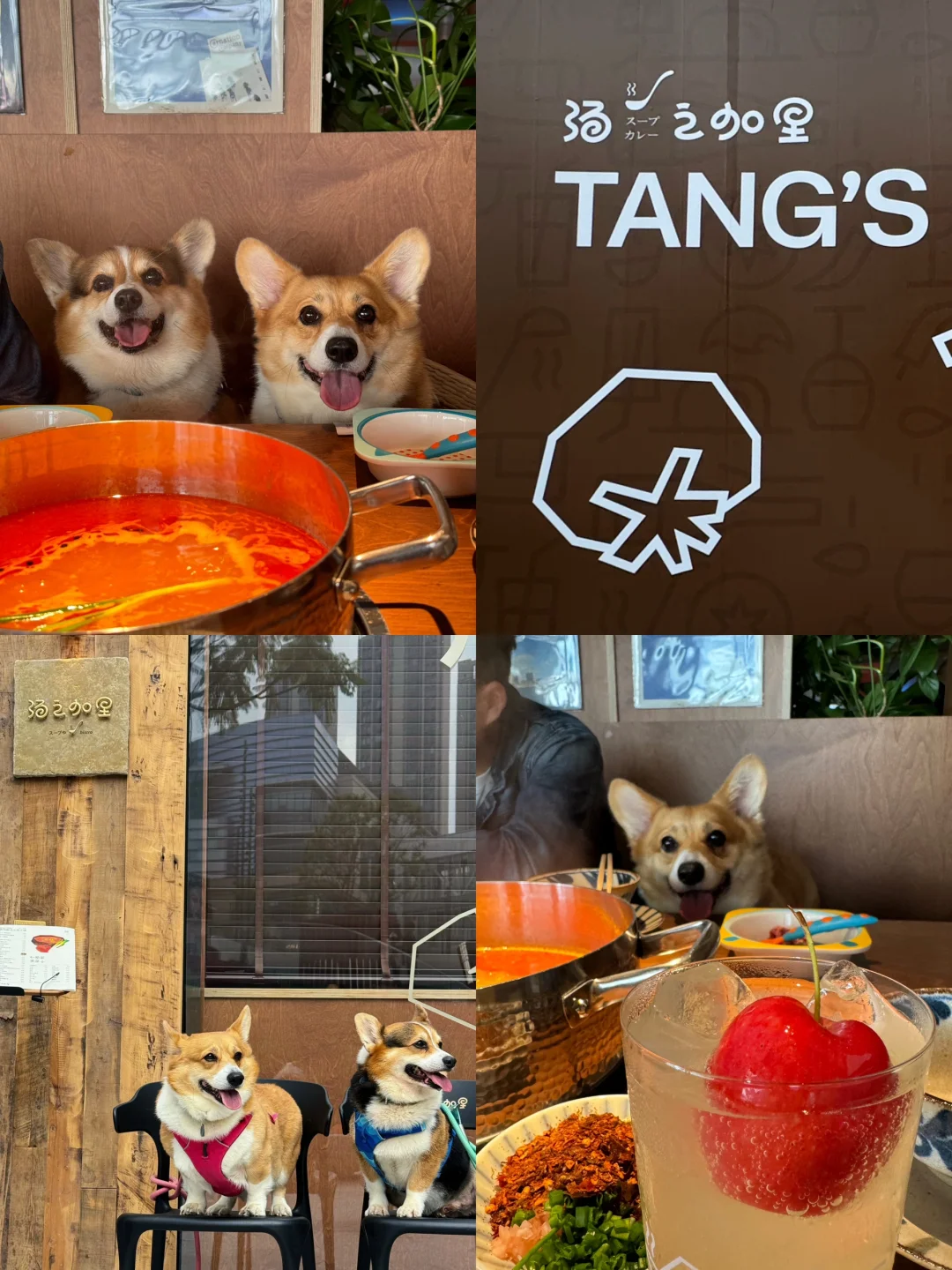 震惊！快来！又发现宠物友好餐厅啦！