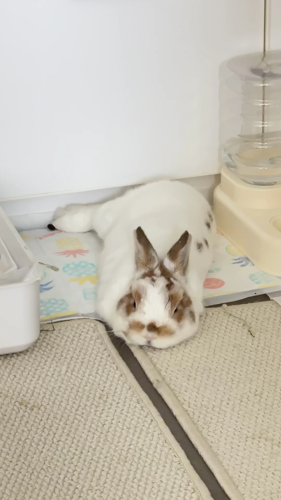 晕碳兔