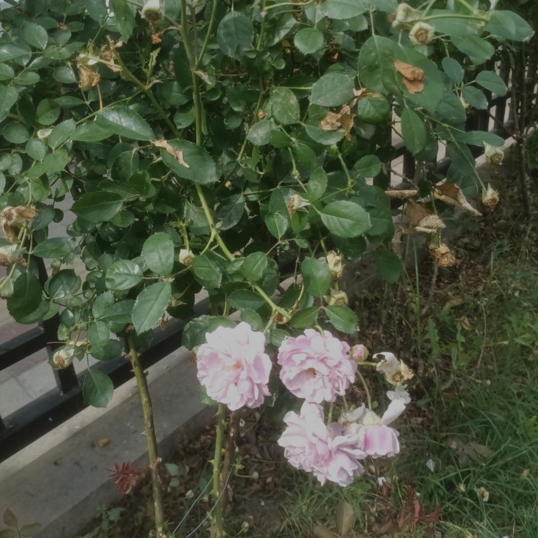 分享一朵你拍的花，什么花都可以
