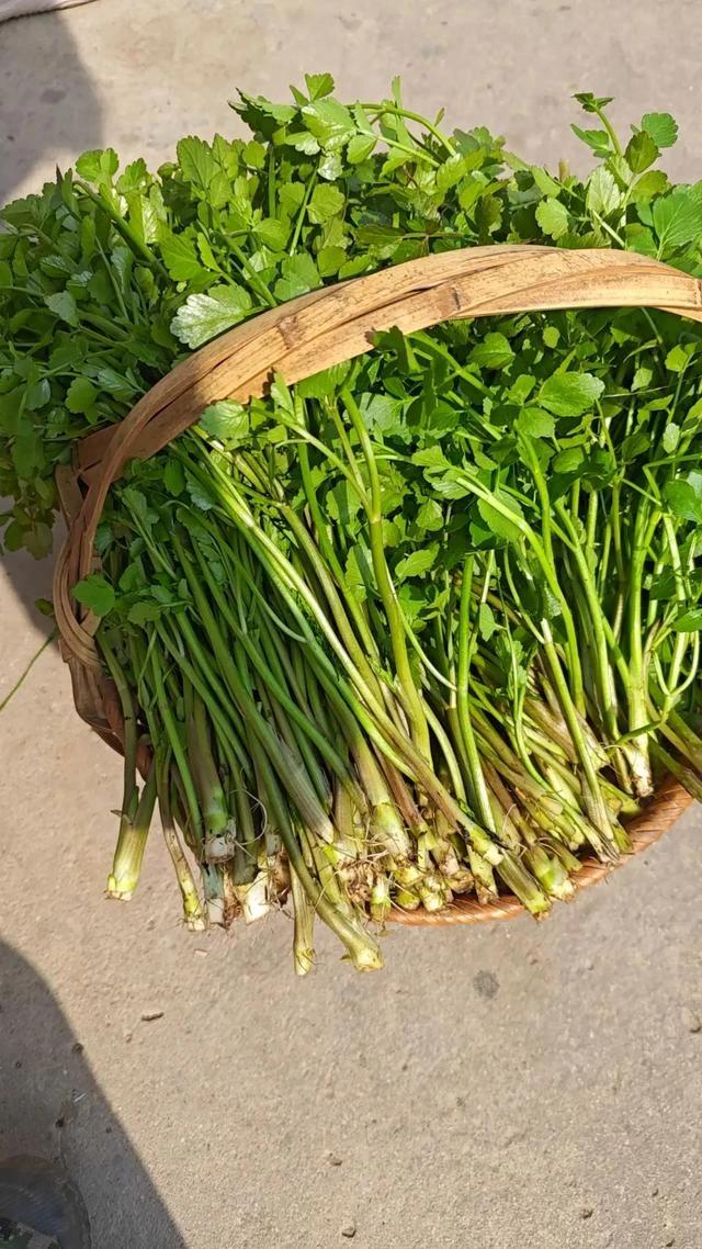 朋友采了一堆水芹菜
送给我一小筐，足足2斤多
可给我乐坏了，因为水芹菜太好吃了