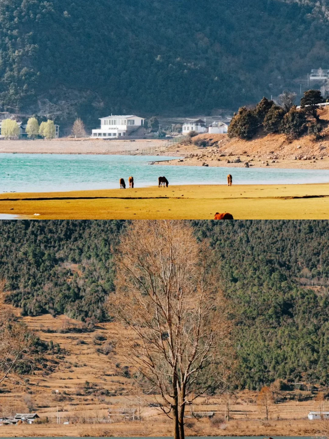 丽江你糊涂啊❗️不宣传这个地方，秋天🍂绝了||我这次拜访的是原综艺《...