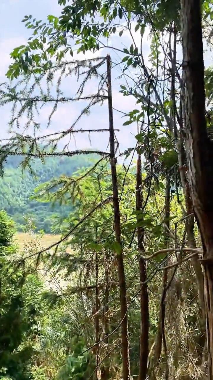 开工搞建设啦。
现在正在定妆，看这里，左水田，管得紧，水田大，确定画面的宽度。