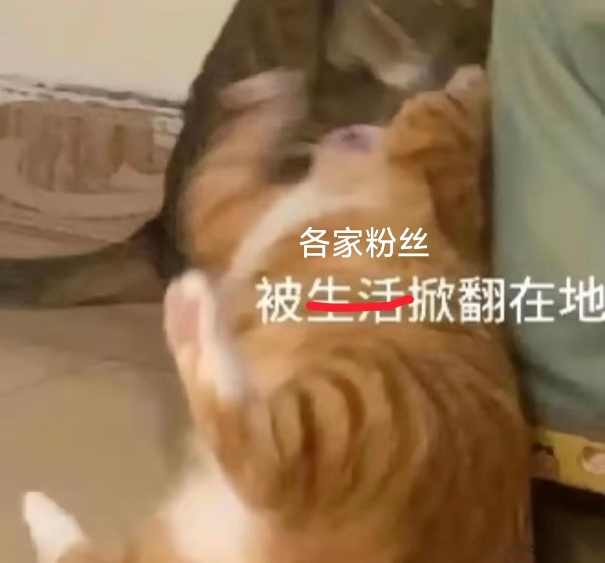说明这几天磕简沛曝光nj对霖霖苦苦暗恋的心颇有成效，专注品味垂娱最吃藕异性恋的甜
