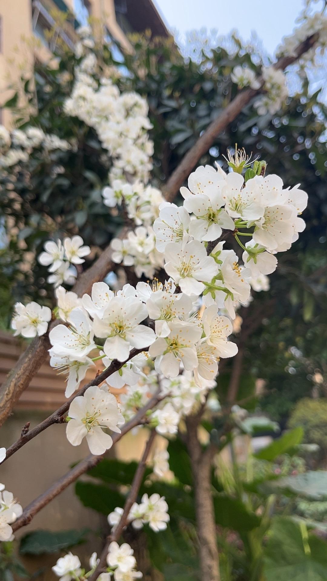 春到枝头已十分。花开富贵好运来 花开 春天来了