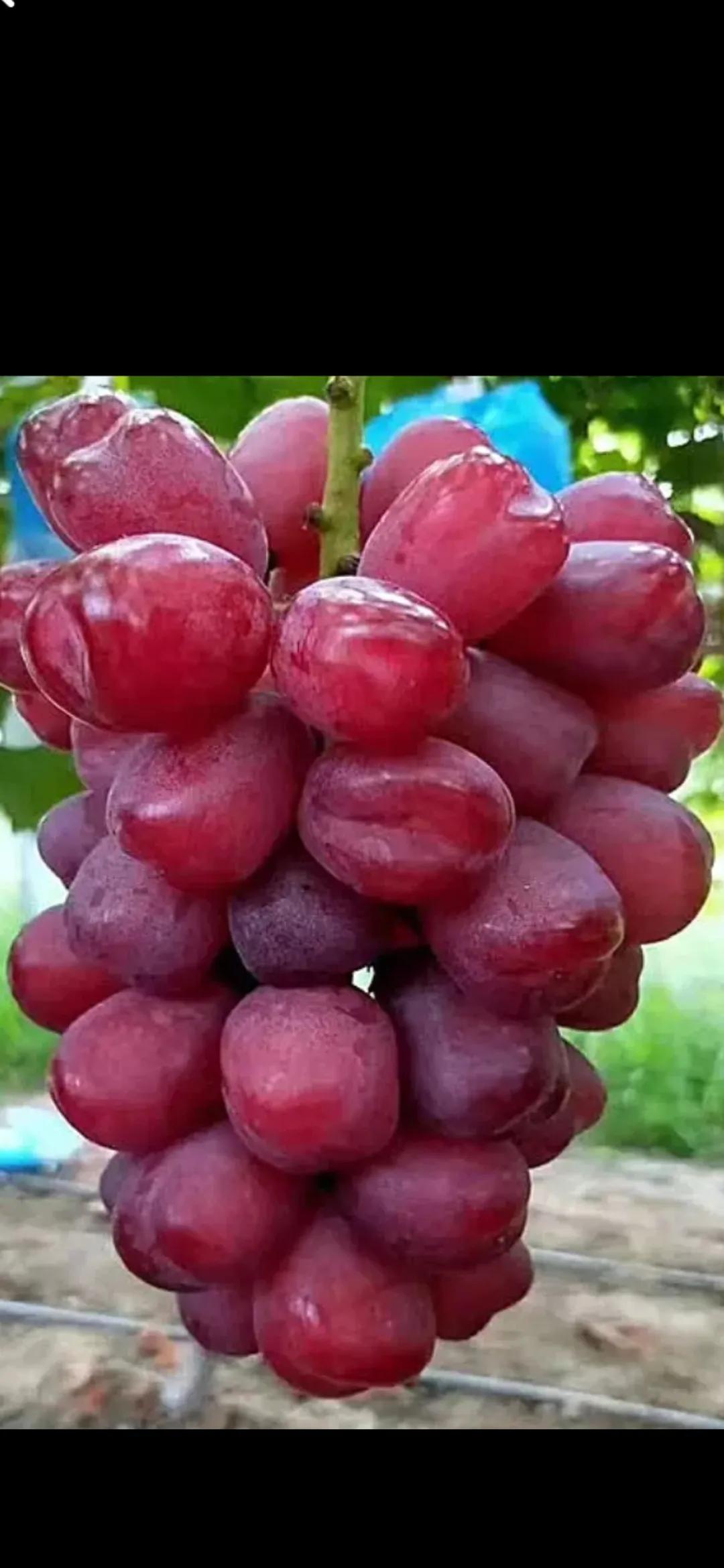 葡萄