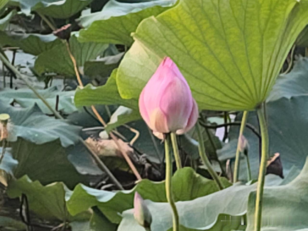 又是崭新的一天
一天好心情
读书
读《毛主席语录》
读《毛主席诗词》
学伟人思想