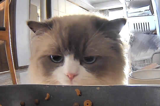 为什么我要吃猫粮，为什么我不能吃蛋糕