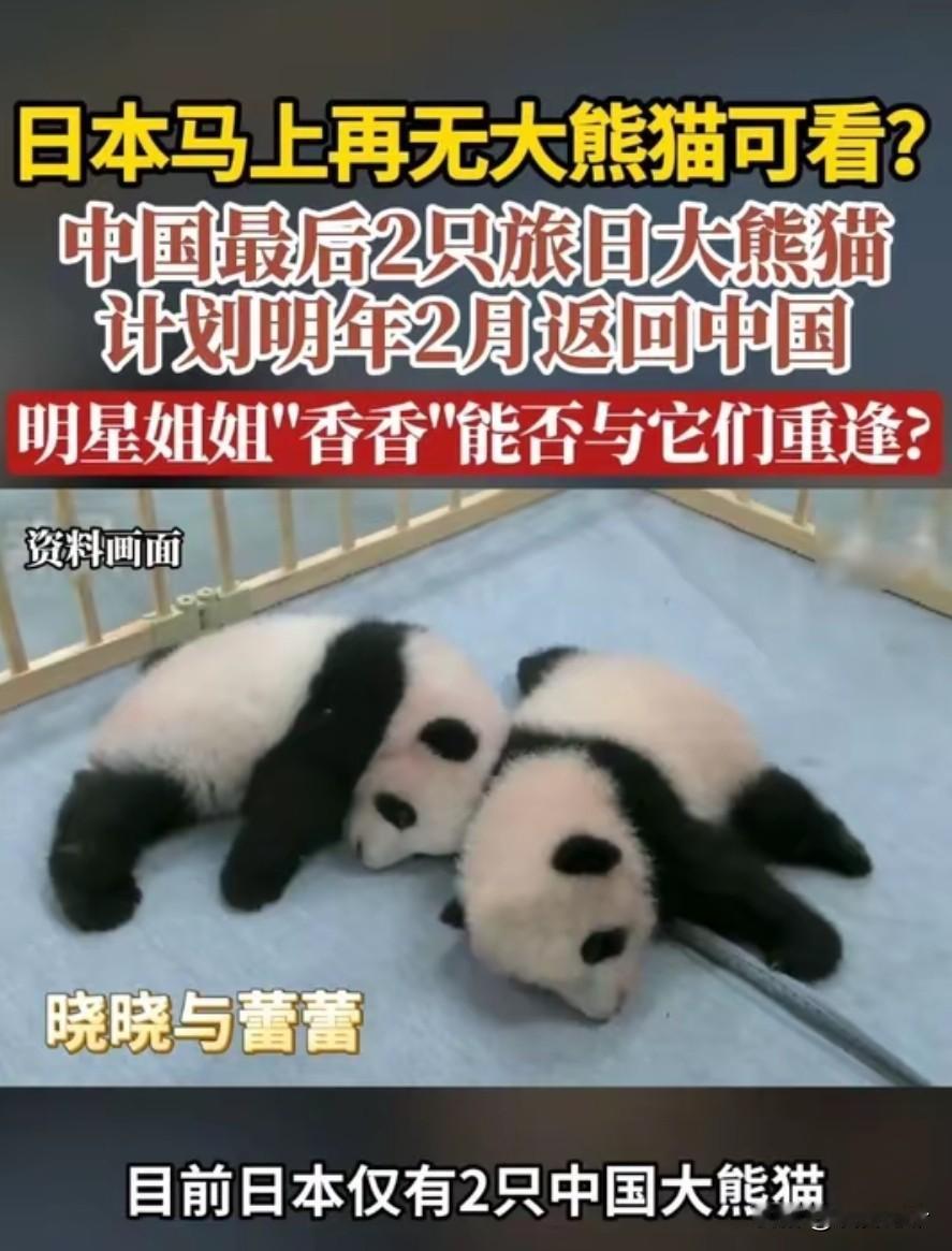 日本最后2只熊猫将回国！年租100万美元也留不住，中方：信用破产！
 
东京上野
