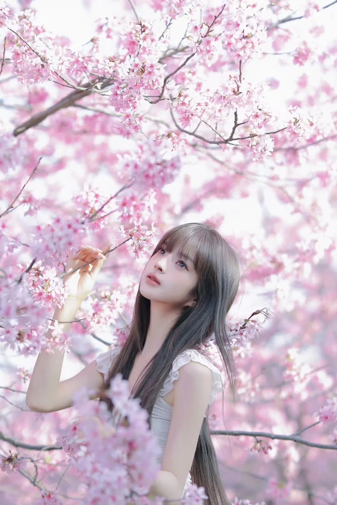 杭州樱花开得正茂🌸