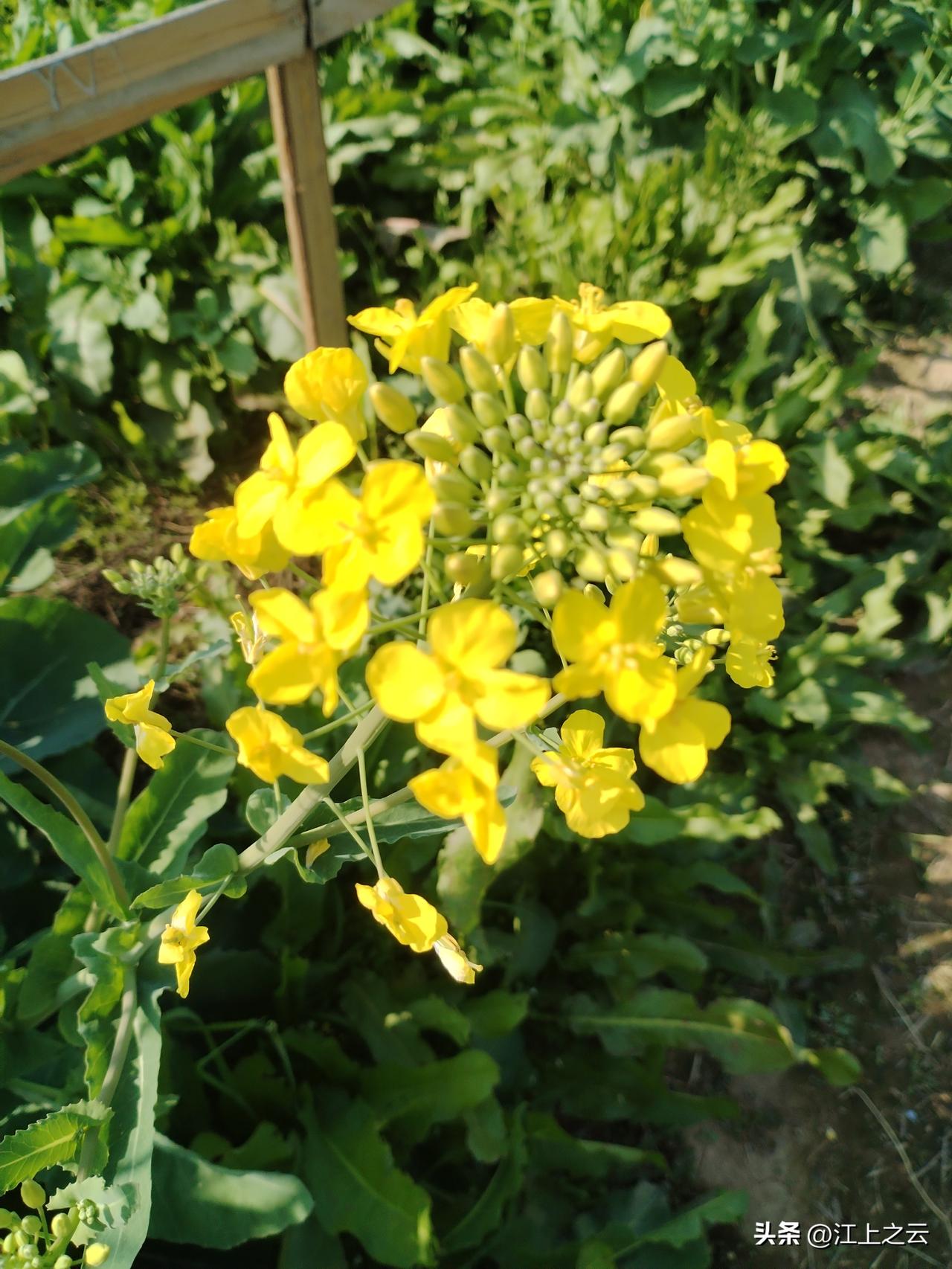 2026.3.16，
江南的油菜花开了，
五彩斑斓的，
闻所未闻，
见所未见，