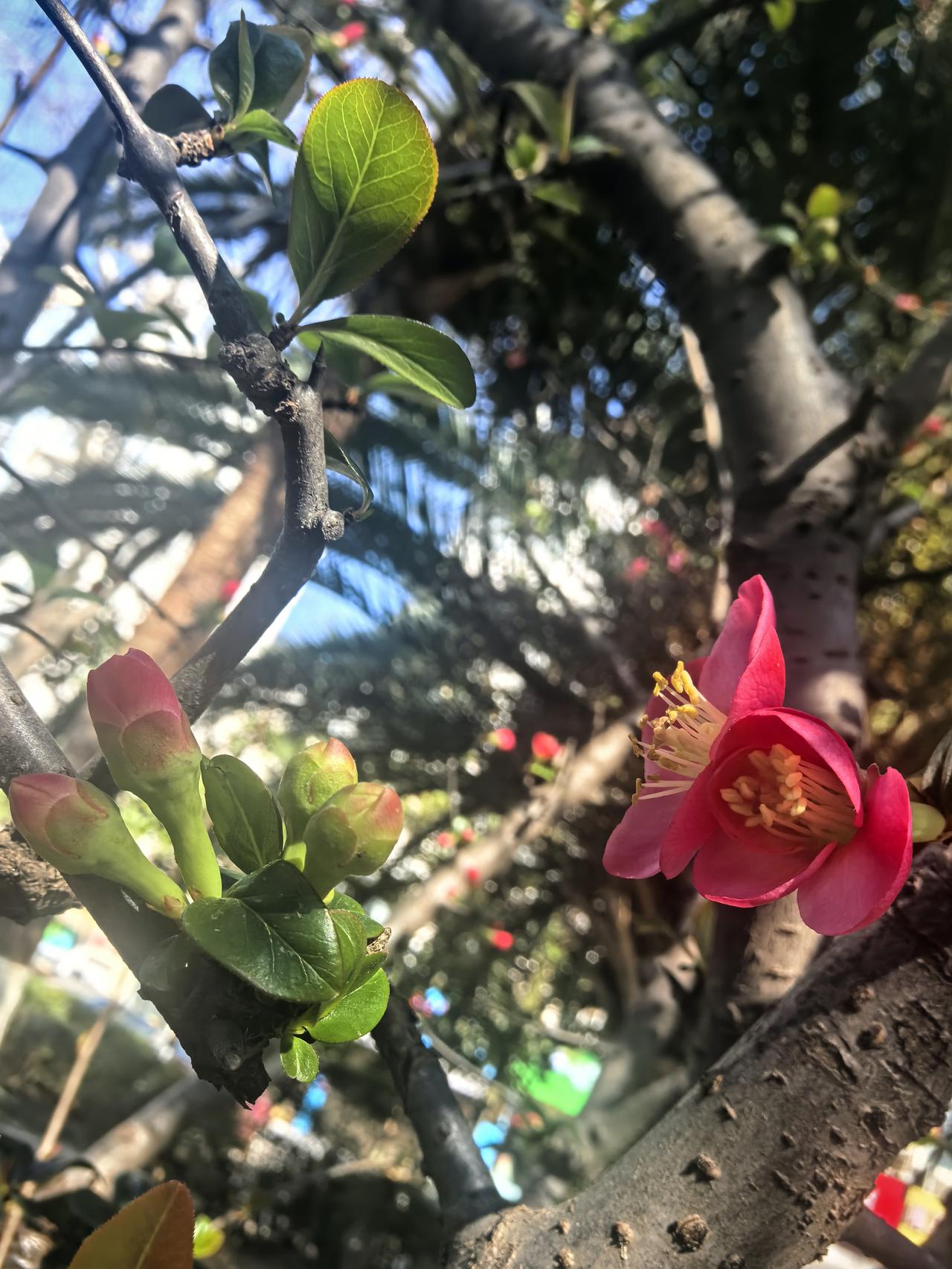 新年生活图鉴走东家吃西家，老公他们七姊妹，刚好一家一天，我感觉春节放假我们已经实