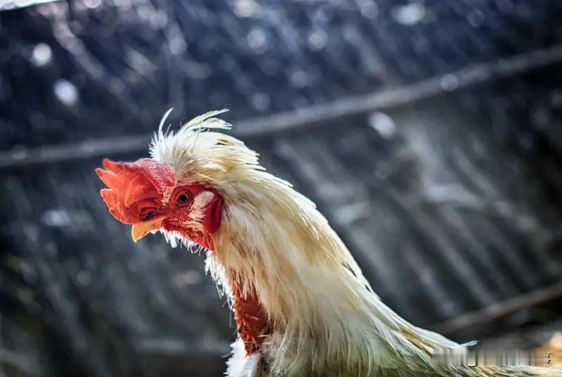 用一句话来证明你的属相，但是不能明说，还能体现出你的属相，我先来说说我的，我每天