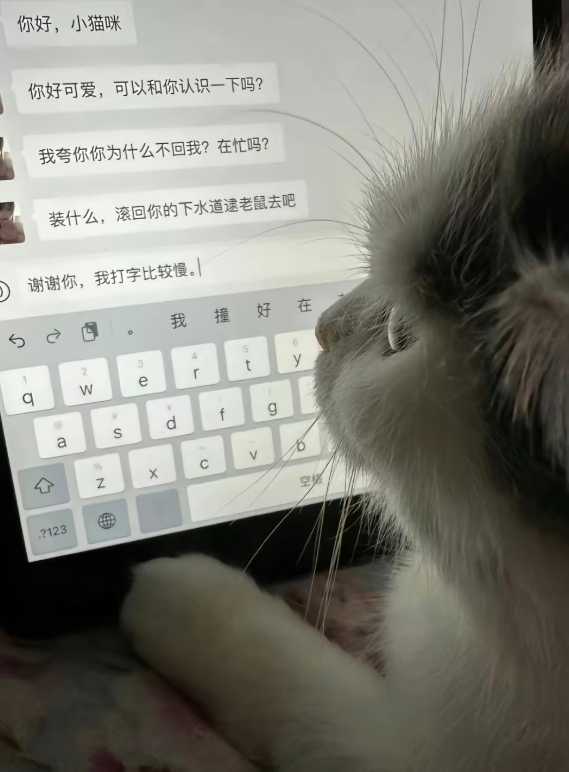 假如猫会打字聊天。。。[doge] ​​​