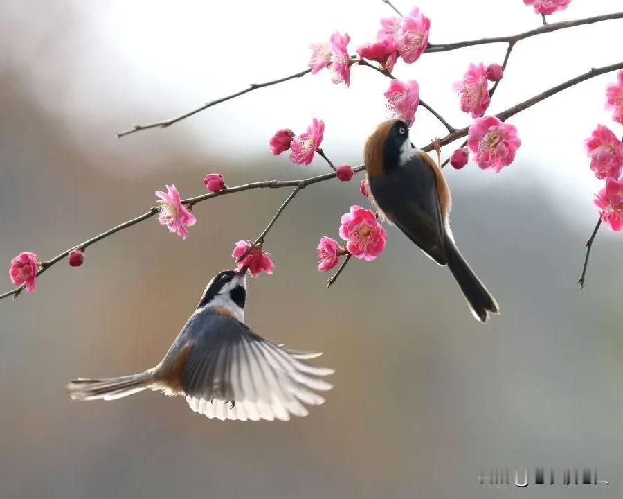 上联：清晨闻岛叫，
下联：傍晚听蝉鸣。