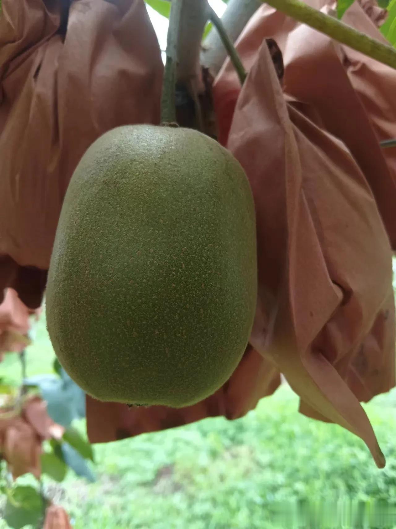 当然，像王明这个在民主革命时期就把民族资产阶级当作最危险的敌人来反对的“左”倾教