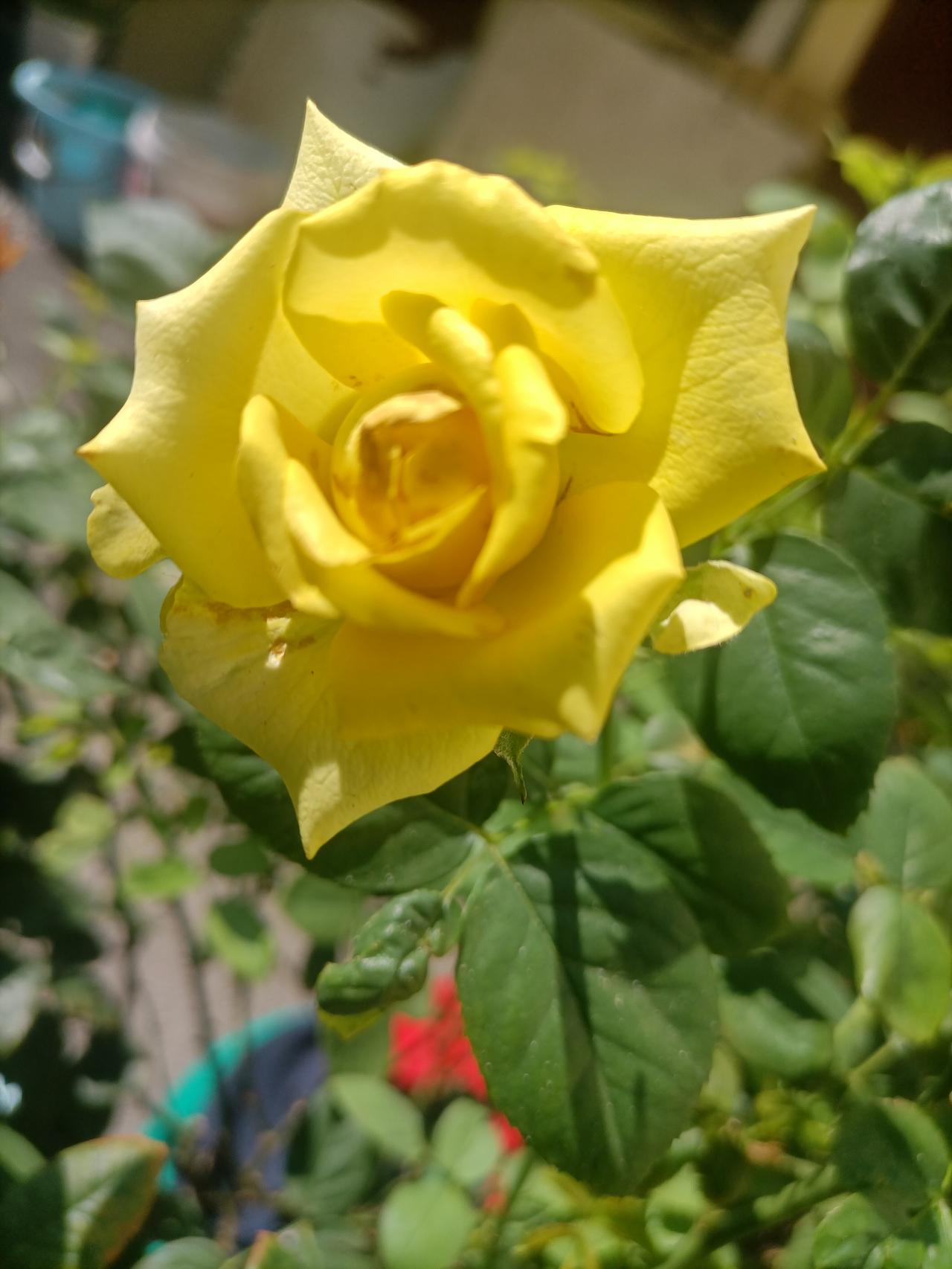 【夏之韵·金色的月季花】夏日生活打卡季
金色的月季花。
幸福像花儿一样。
手机摄