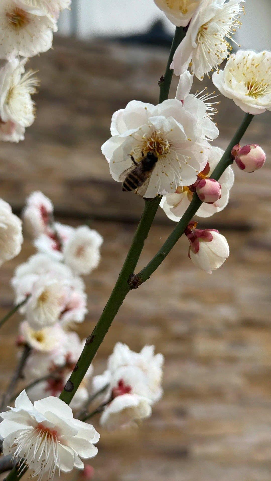 老桩上的梅花攒着劲儿绽放，粉白相间的花苞缀满虬曲的枝桠，像冬日里攒了半季的温柔，