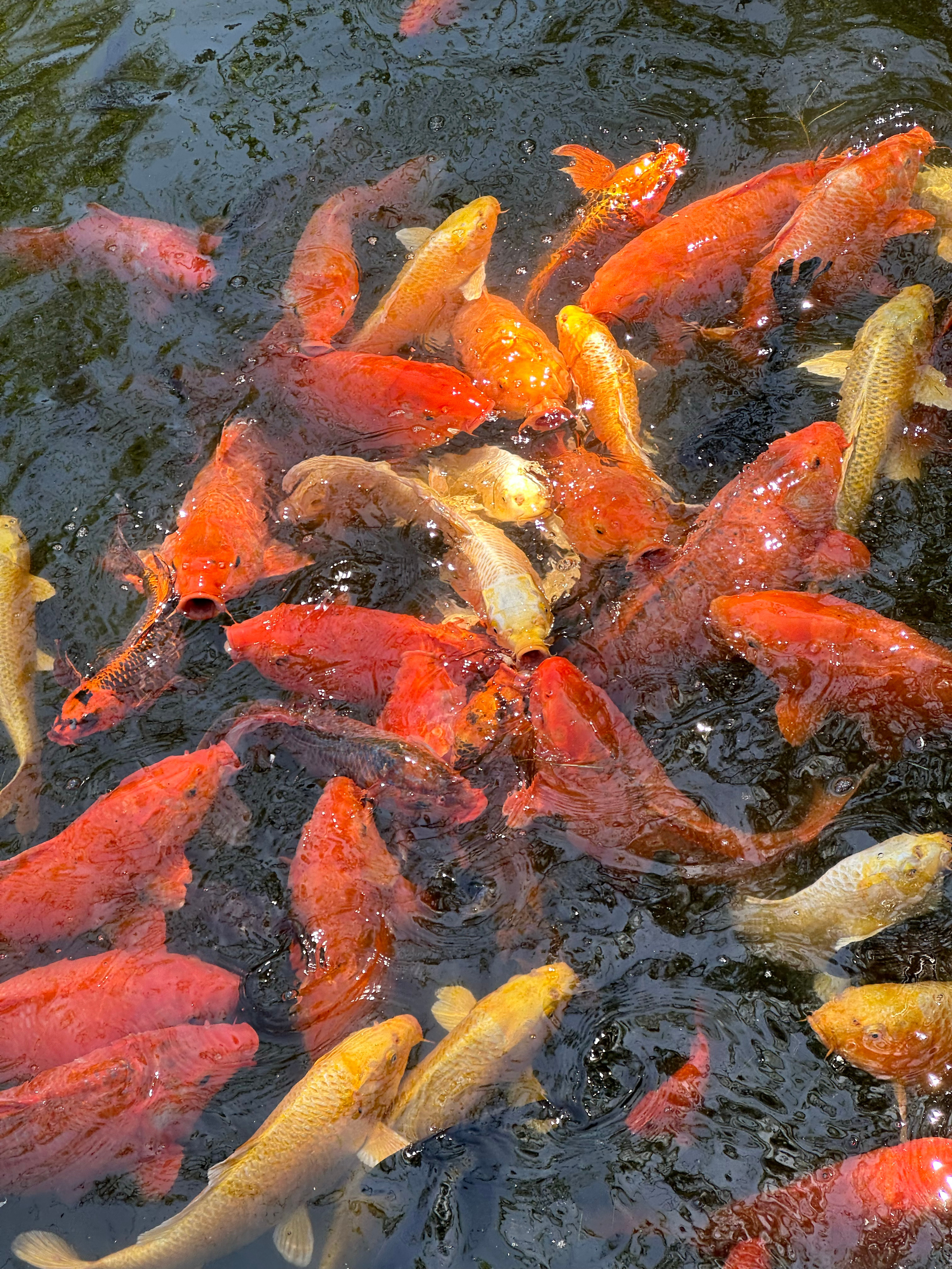 五月请赐我好运[给你小心心]  ​​​