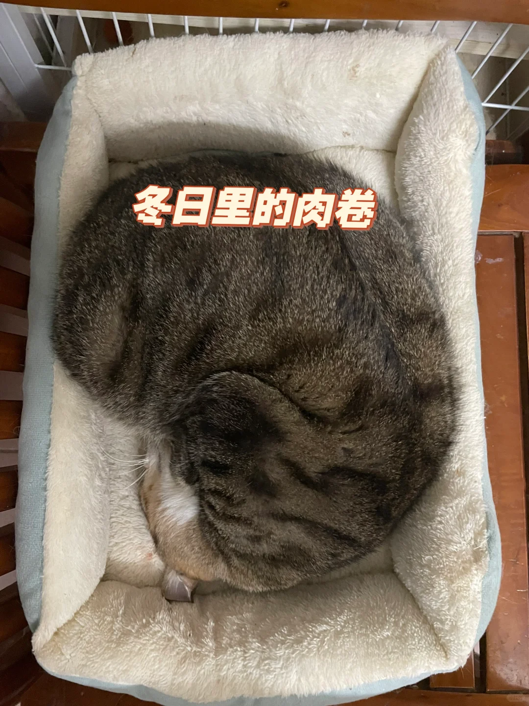 猫咪领养 猫咪之间的感情 玳瑁猫 中华田园猫 猫咪贴贴 广州猫咪领养 ...