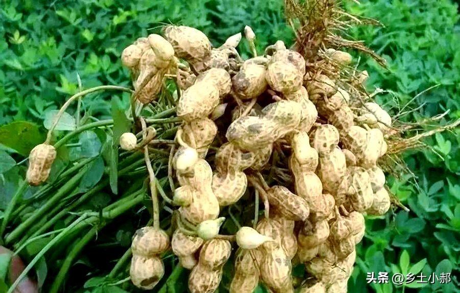 花生进入开花下针关键期，这几项管理别偷懒，直接决定秋后产量
 
夏至过后，春花生