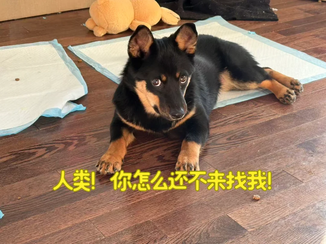 🇨🇦多伦多找不到家的四眼田园犬妹妹