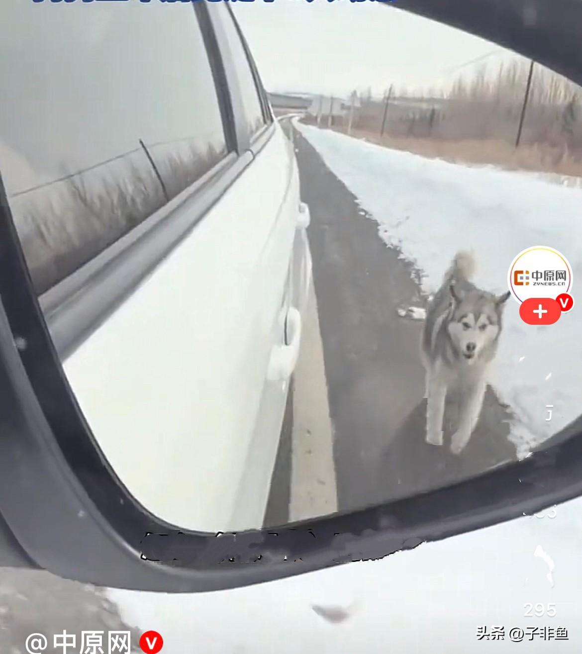 近日，黑龙江嫩江侯女士开车在去往黑河的途中，开到冰天雪地的树林中的时候，看到一只