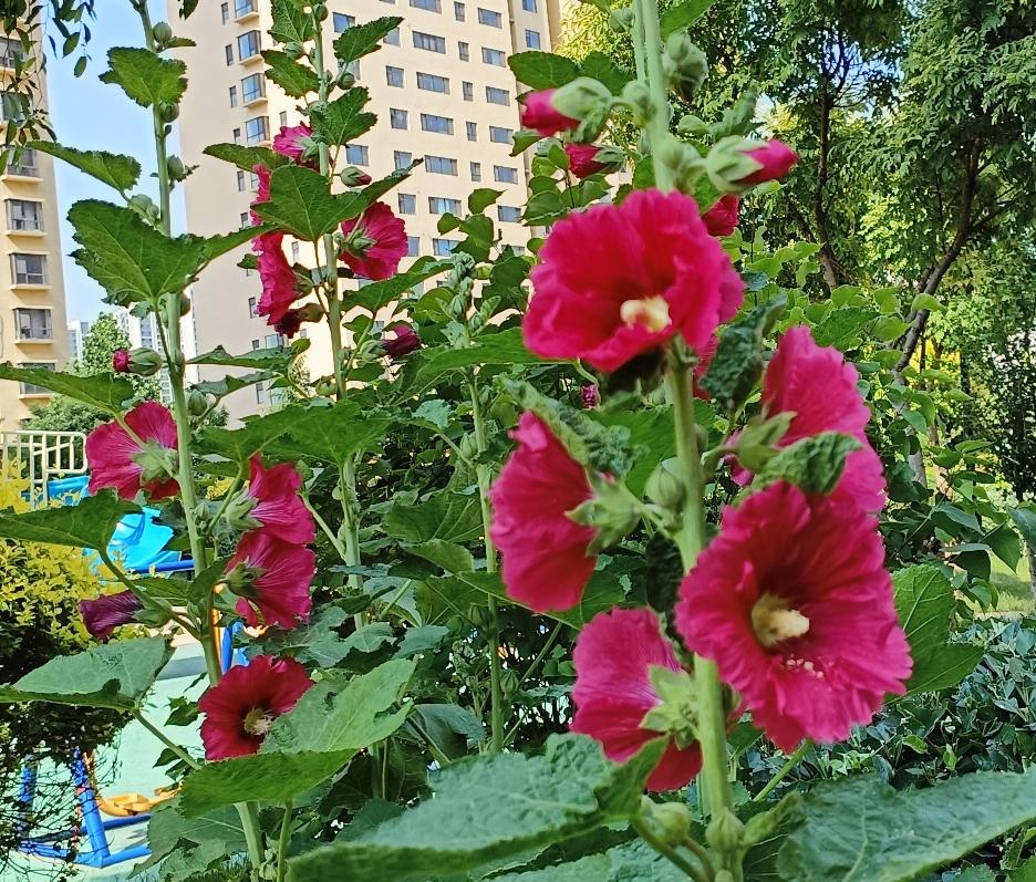 我认为喜欢。
我喜欢夏天。北方的夏日繁华似锦，尤其是早晚，清风徐来，很惬意。