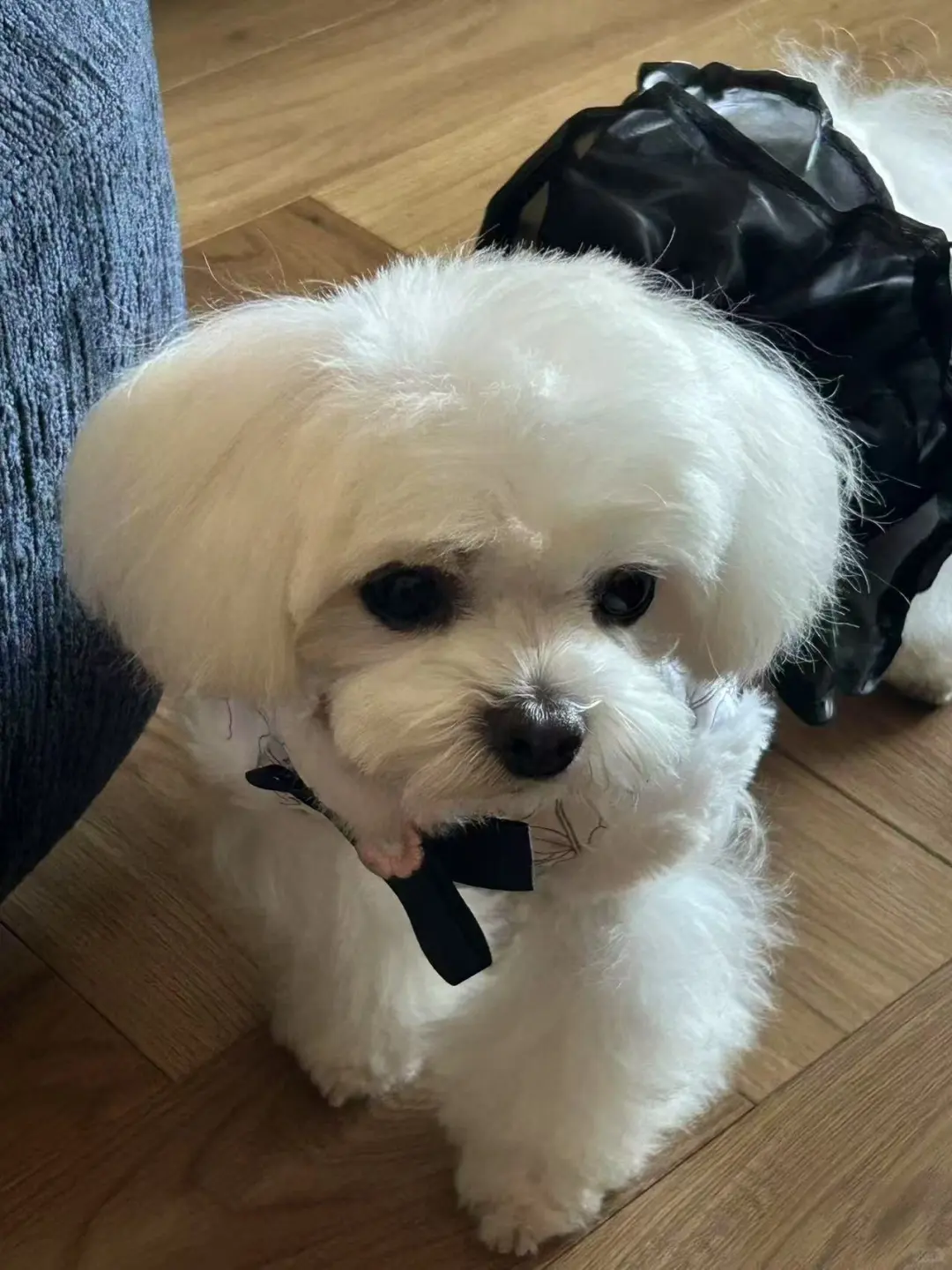 🫶🏻🐶