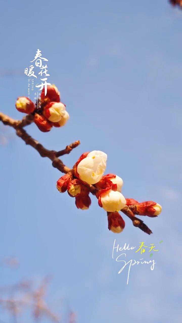 春花开暖。
Hele春天。
Sping。