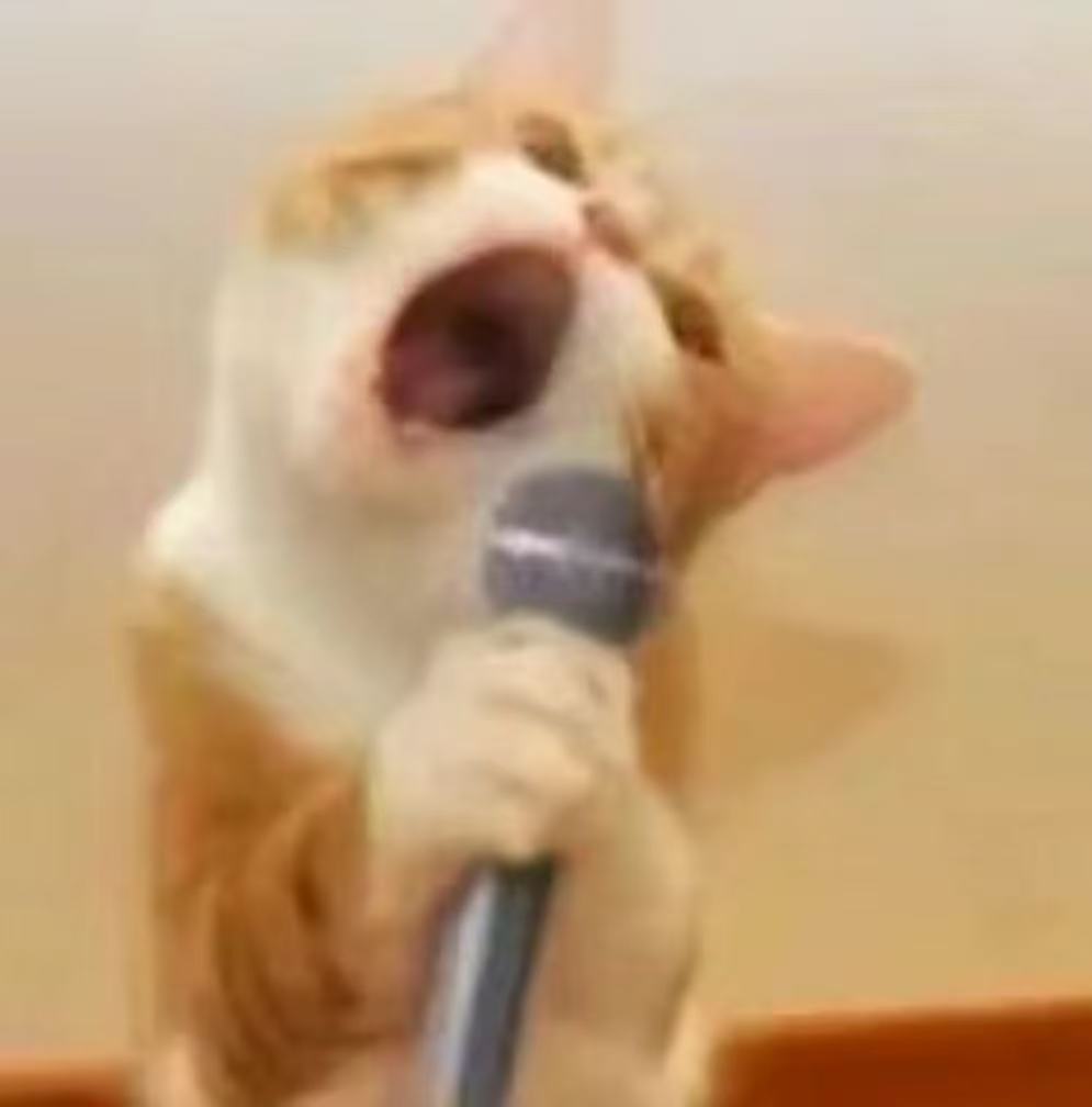 这里有一只小猫咪！ 