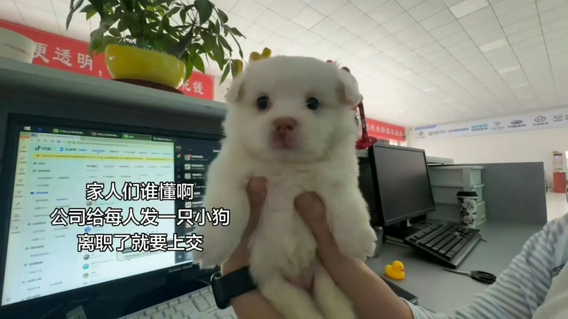 离职要上交公司小狗好心机的公司 
