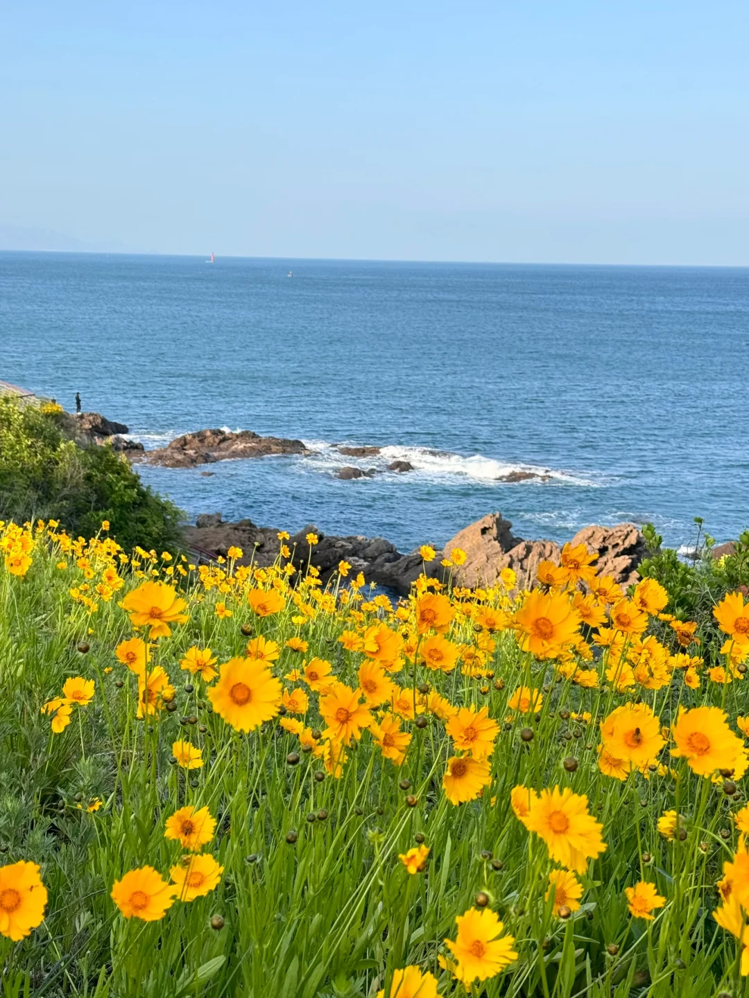 5.30青岛实况！！通往大海的小花路美哭了🌼……