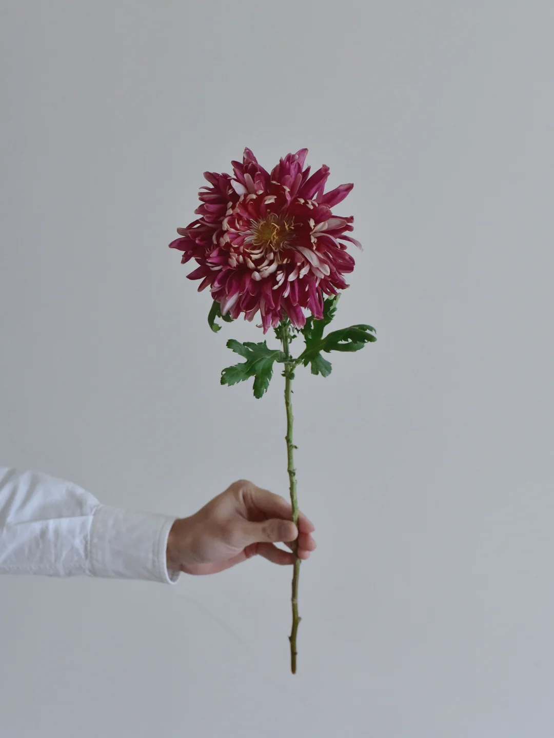 大菊·金蕊流光