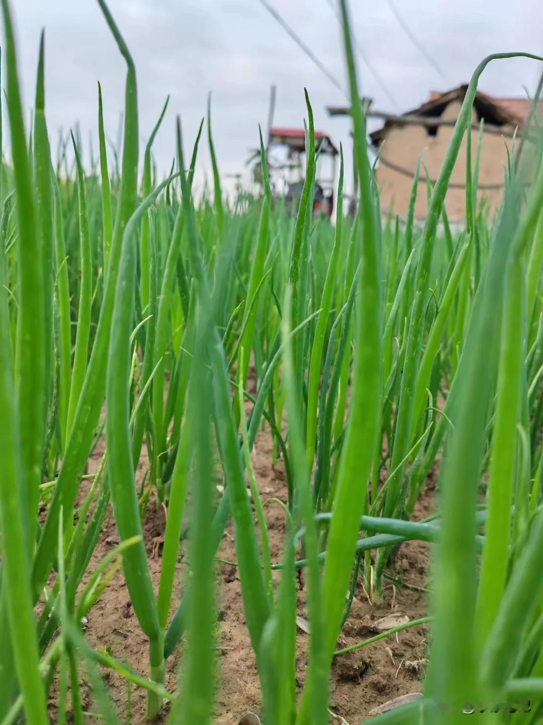 今年不知是天气干旱还是啥原因，最近菜价高的人都不敢买。

自从腿受伤以来没去过市