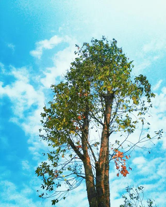 11月8日，湖南张家界七星山荒野求生赛进行到第31天，场上只剩17名选手，找食物