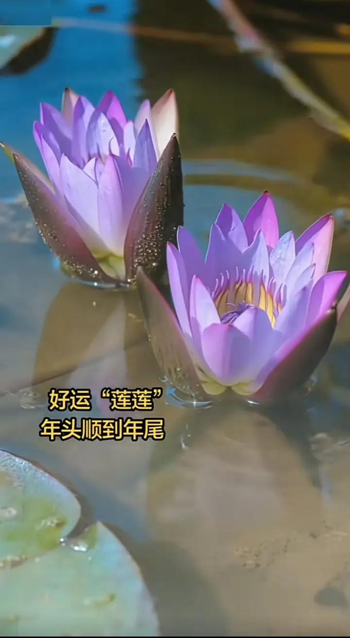 好兆头妥妥
今年好运连连
事事皆顺妥