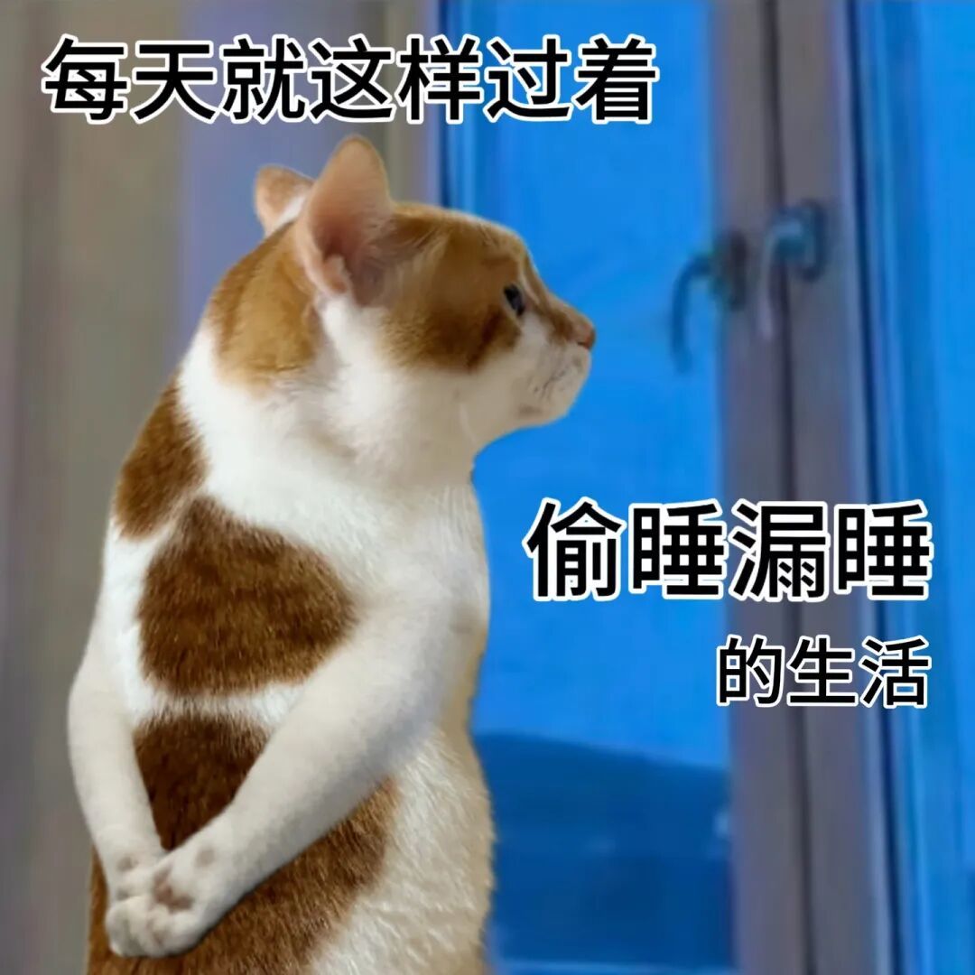猫宁！~ 