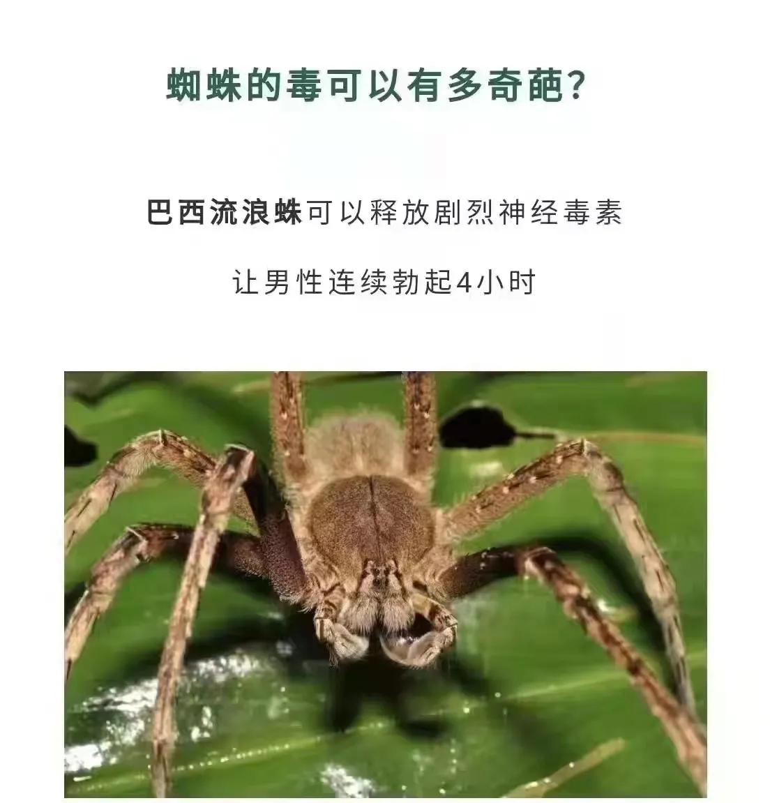 第一次听说这么奇葩的毒蜘蛛[哈欠]