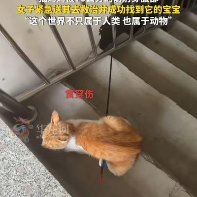 6月2日报道，河北某小区，一只刚生产完的橘色流浪猫被七十公分长箭穿透躯体，满身鲜