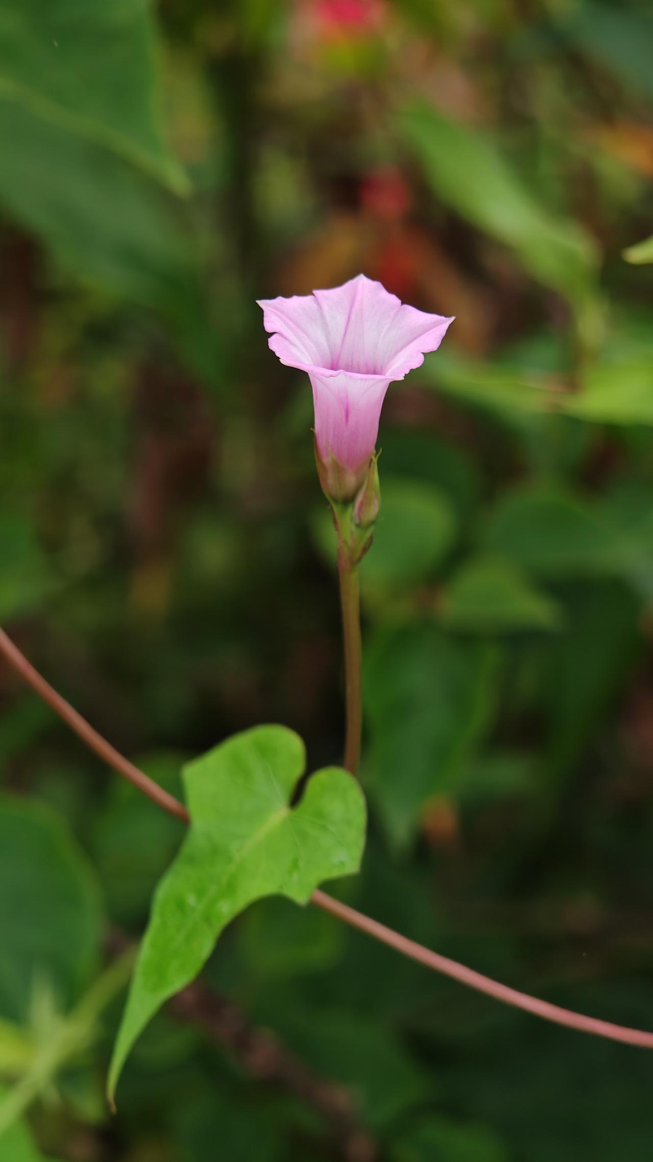 ，什么花都行