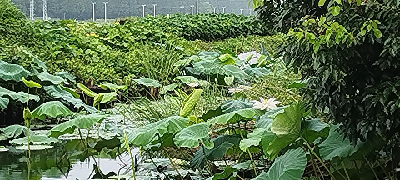 分享一朵你拍的花，什么花都可以