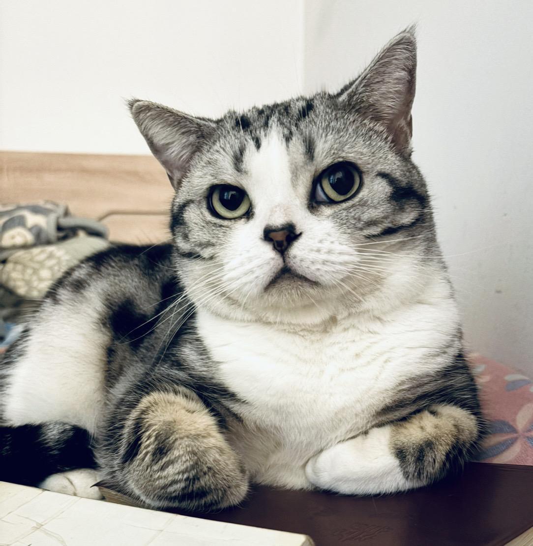 可可爱爱😃萌宠 猫 猫咪日常 一张照片证明你的猫被你养的很好