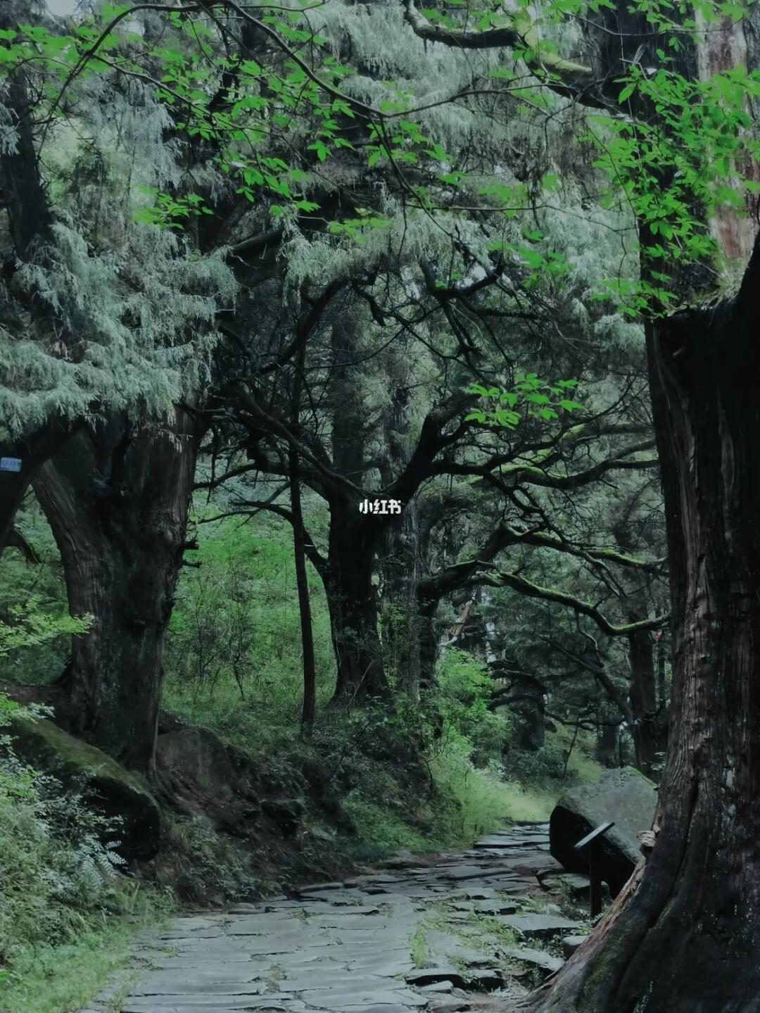拥有千年古道的绿光森林！成都3h小众秘境