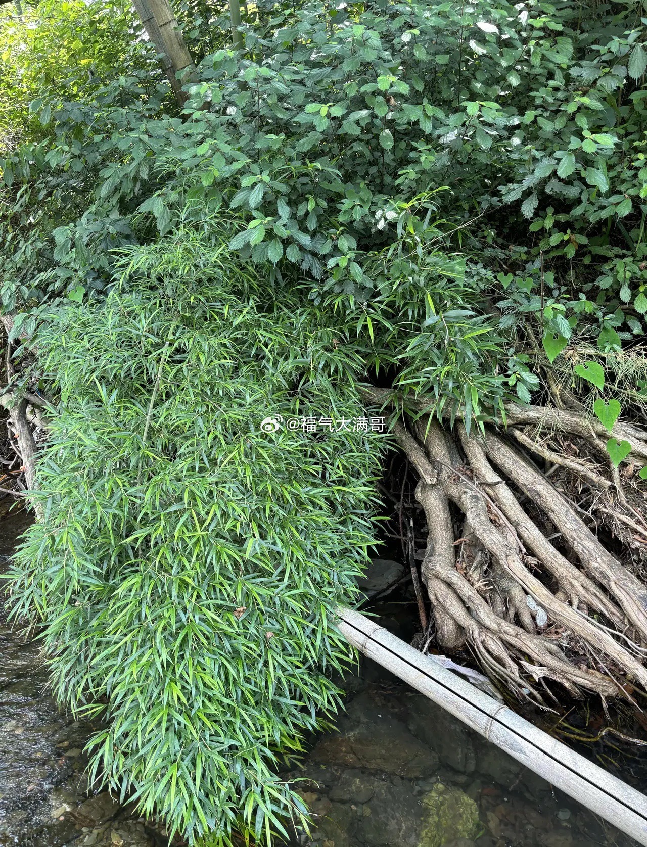 这里有超多蛇，看看你们能找到几条 