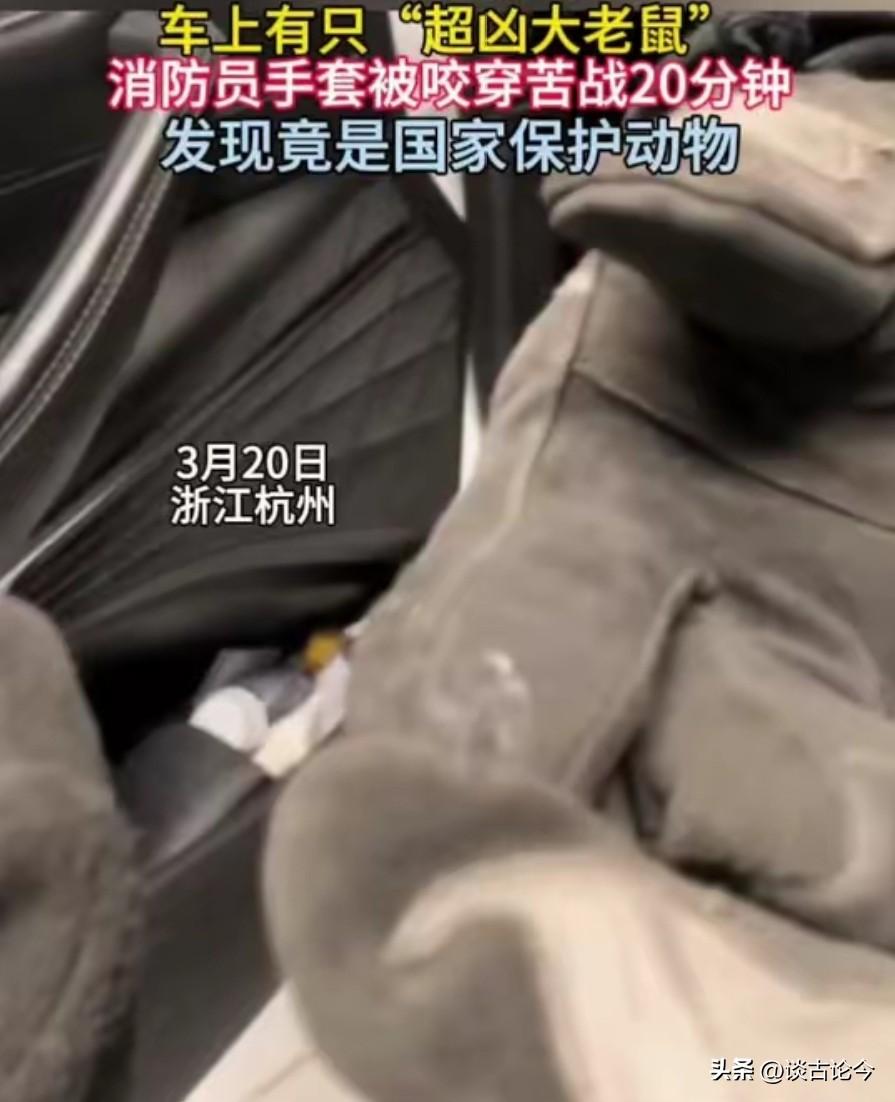 杭州一车主崩溃求救：车上有只“超凶大老鼠”！消防员苦战20分钟，发现竟是国家保护