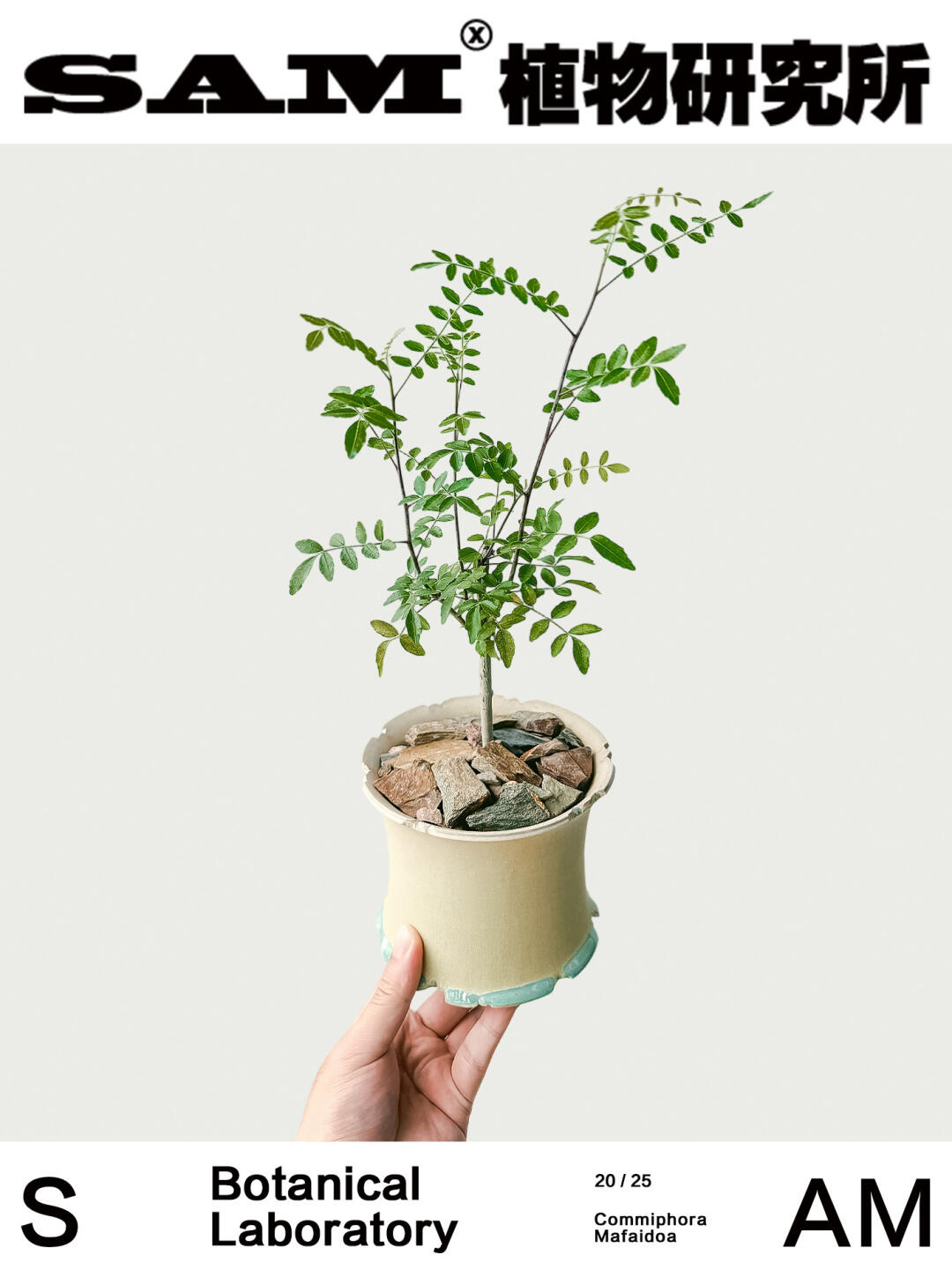 玛法没药橄榄｜Commiphora Mafaidoa