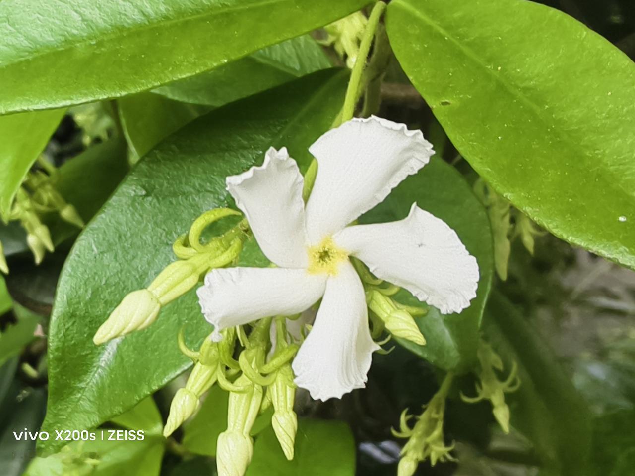 手机随拍一朵花盛开和待开白色风车花。